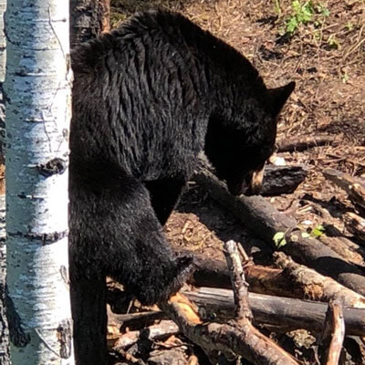 Black Bear Foraging Black Bear Foraging